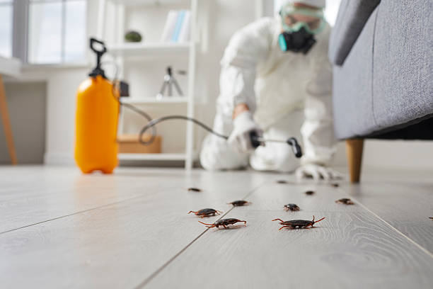 Post-Treatment Bed Bug Interceptor Monitoring in North Yelm